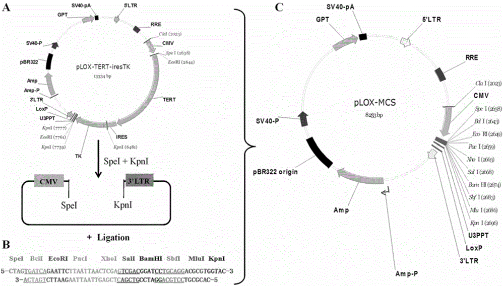 Lentiviral expression vector pLOX-CMV-E/P and construction and application thereof