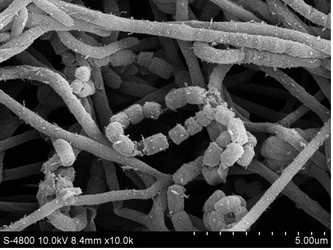 A device and method for reducing kasugamycin content in kasugamycin residue