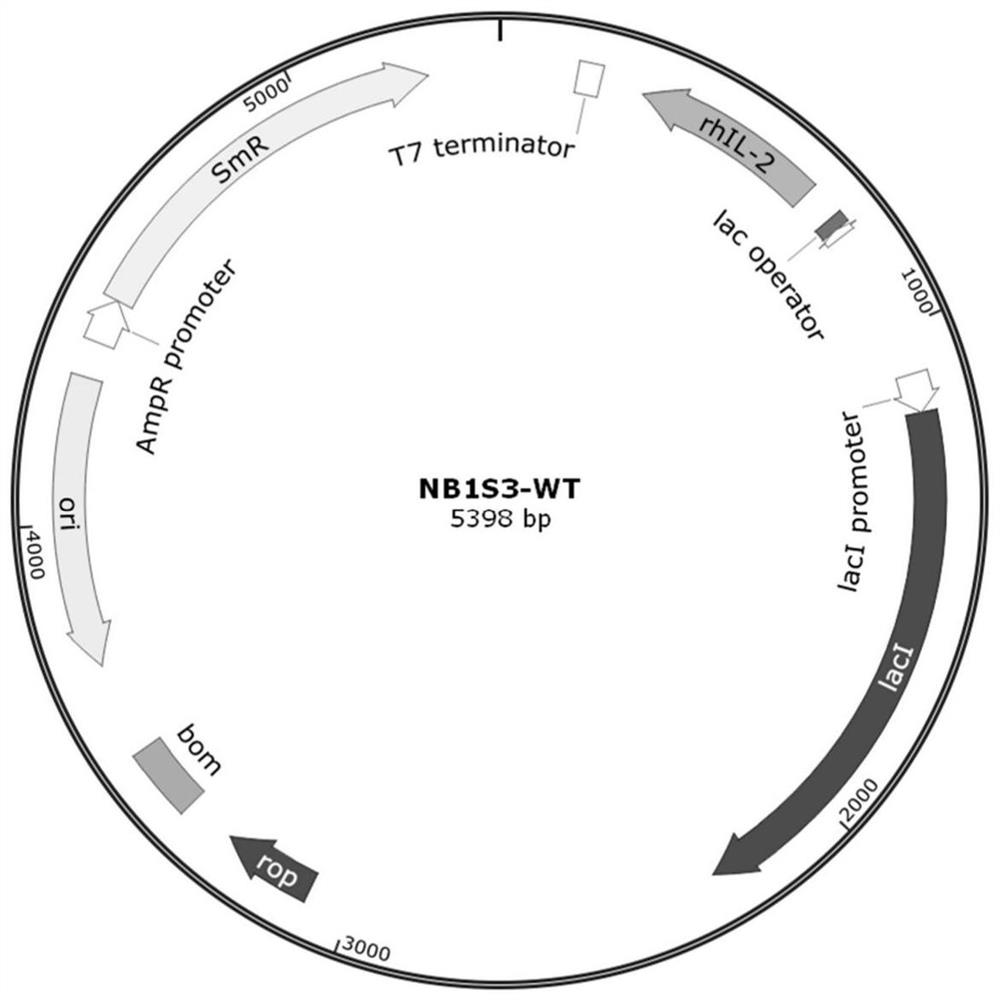 Human interleukin 2-polyethylene glycol conjugate and application thereof