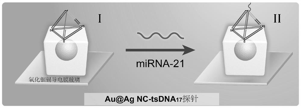 Single-particle bioprobe and its construction method for plasma biomemory