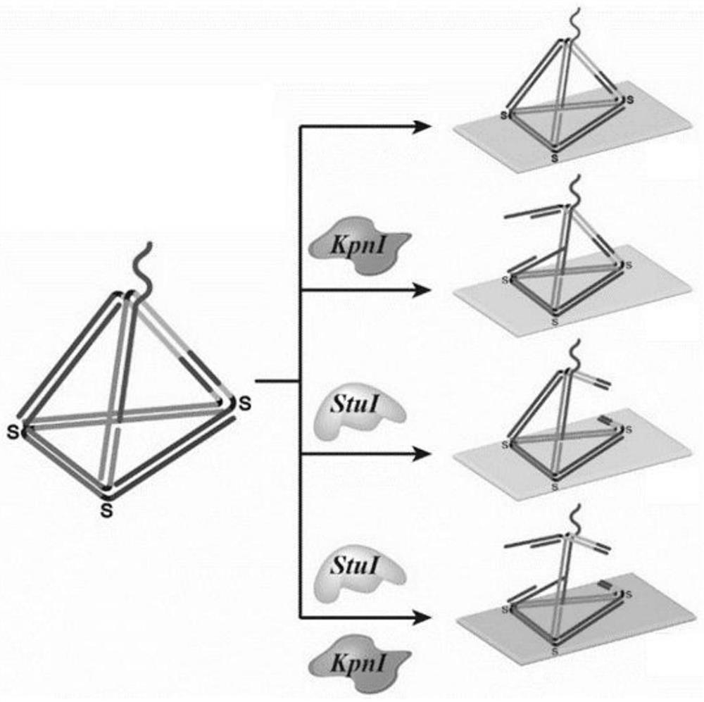 Single-particle bioprobe and its construction method for plasma biomemory