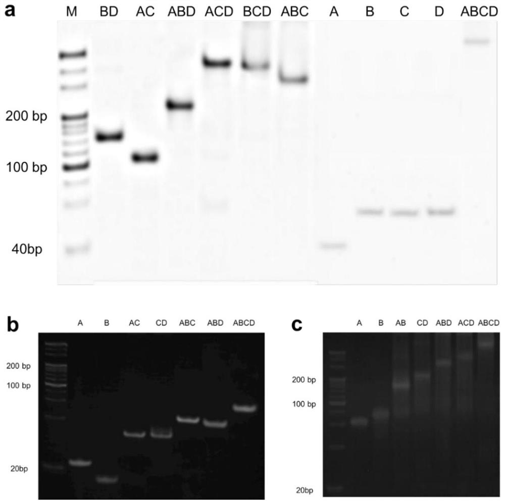 Single-particle bioprobe and its construction method for plasma biomemory