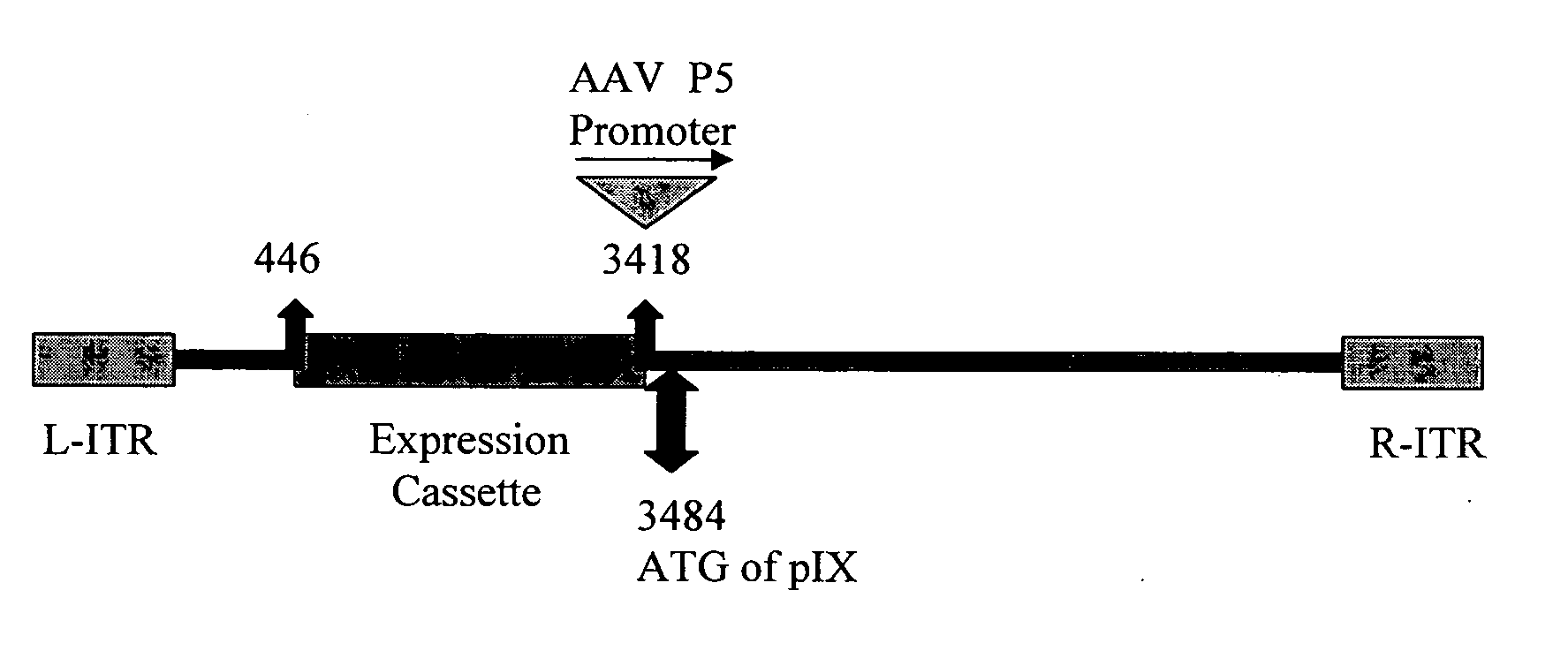 Adenoviral vector-based vaccines