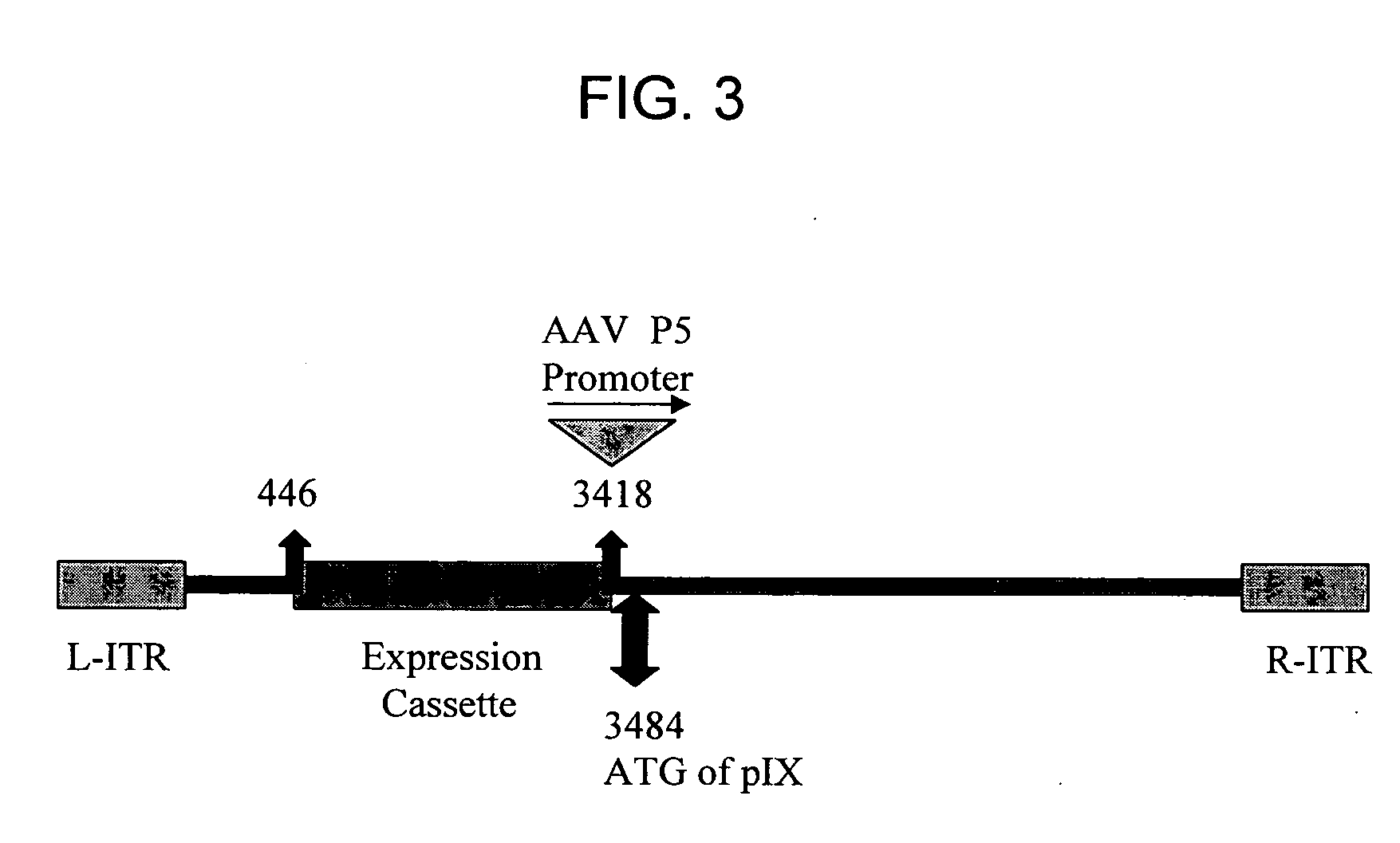 Adenoviral vector-based vaccines