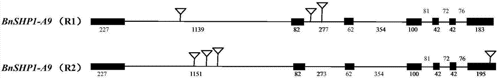 Rape pod shatter relevant gene, molecular marker and application