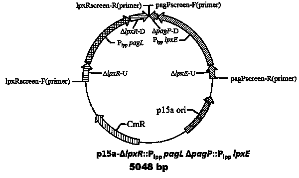 Low-endotoxin escherichia coli prokaryotic expression engineering bacterial mutant strain and construction method