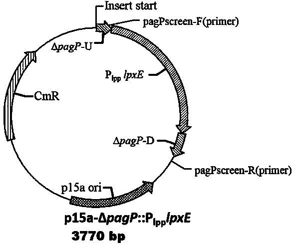 Low-endotoxin escherichia coli prokaryotic expression engineering bacterial mutant strain and construction method