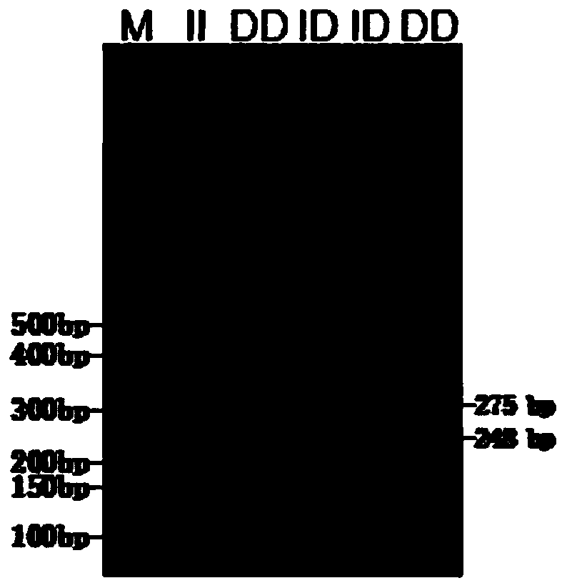 Primer pair, kit and method for detecting sheep CSF1R gene insertion/deletion polymorphism and application of method