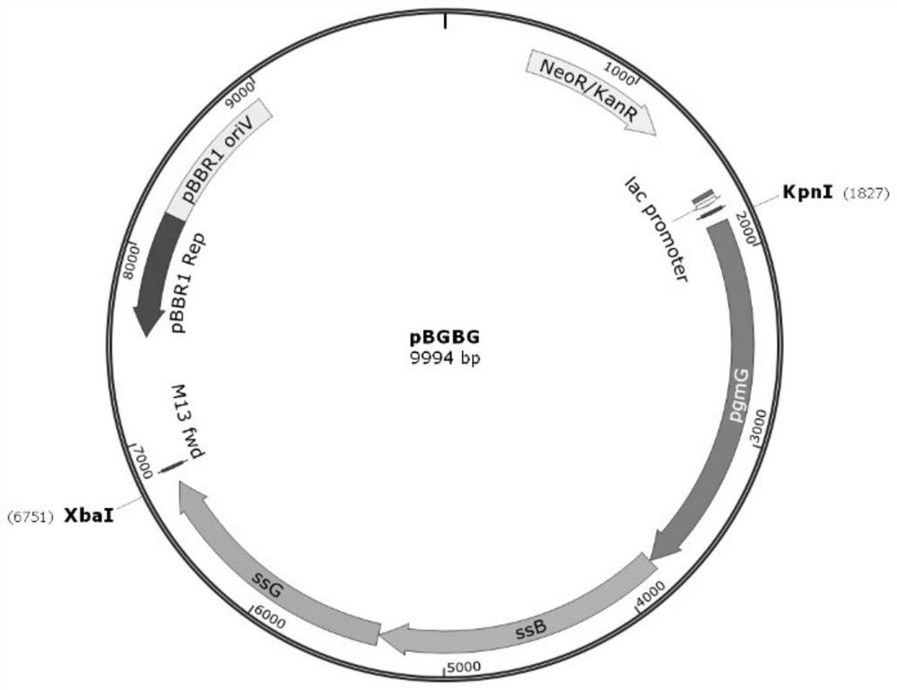 Sphingomonas engineering bacteria and its construction method and application