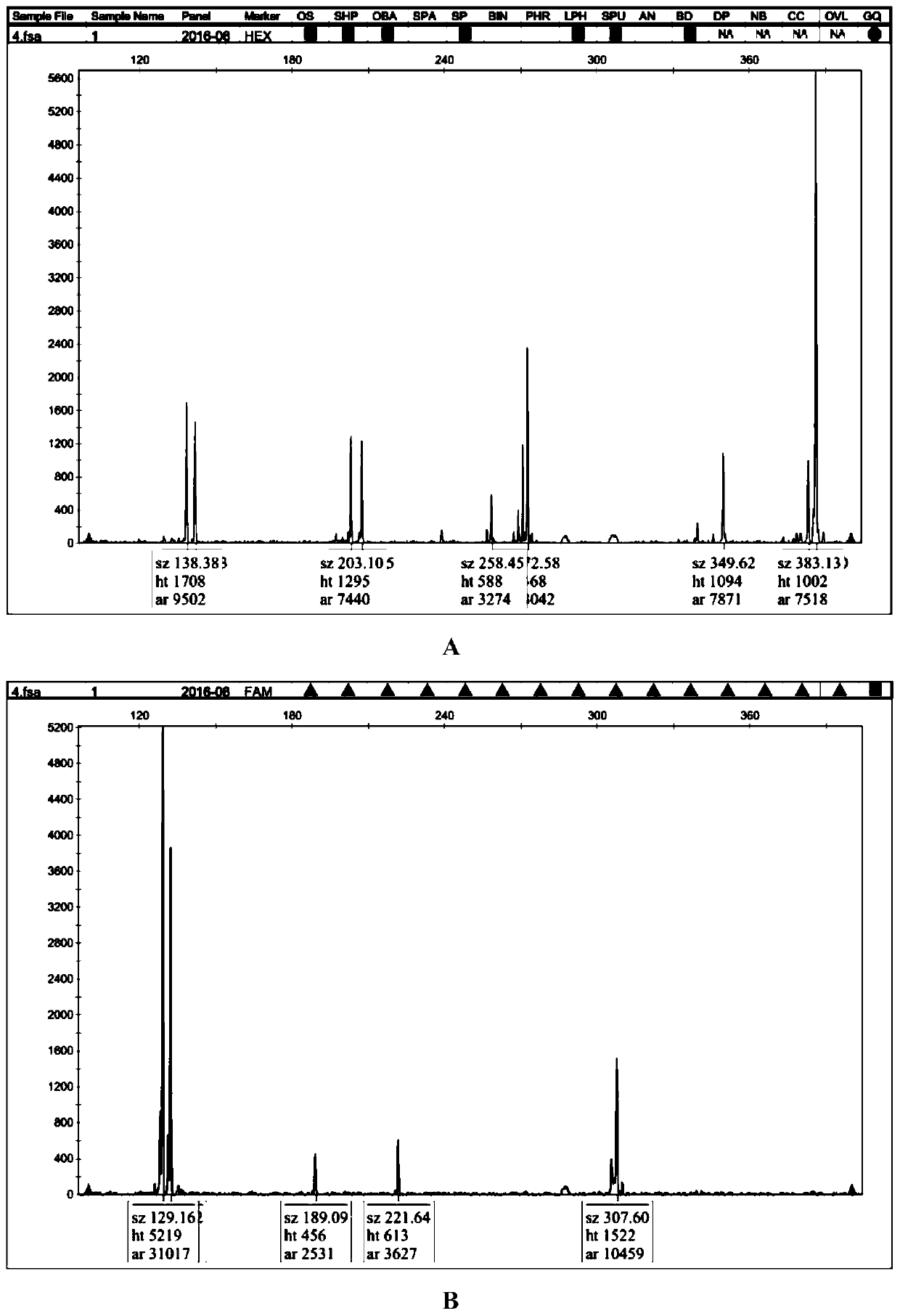 A method of microsatellite fluorescence multiplex PCR for parentage identification of grouper oblique