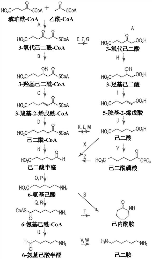 Engineered trans-enoyl COA reductases and methods of making and using same