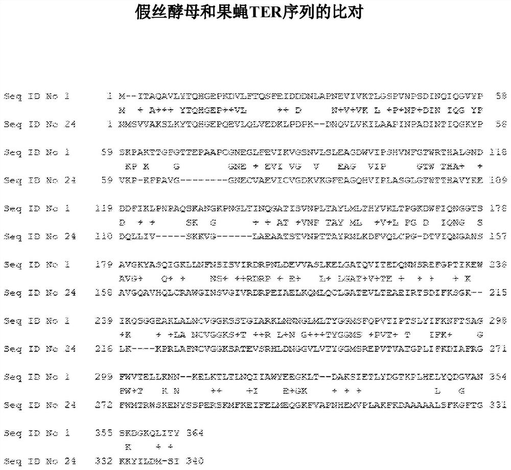 Engineered trans-enoyl COA reductases and methods of making and using same