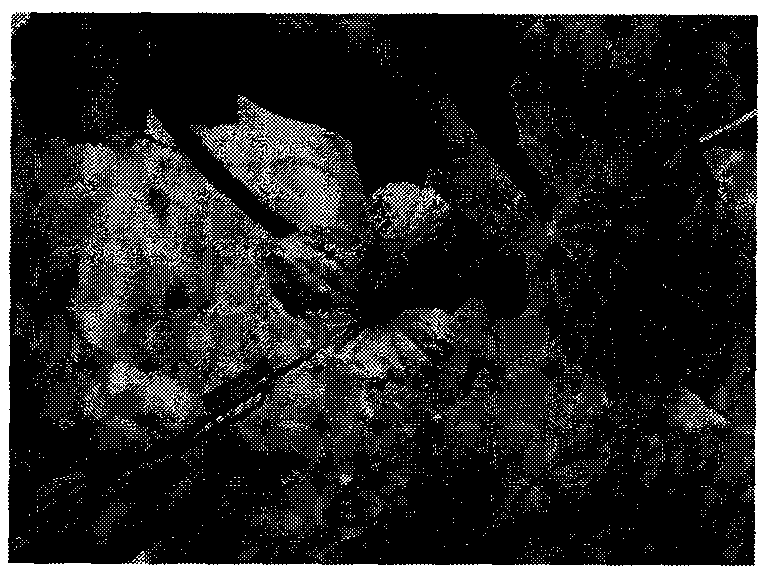 Method for transferring gene by injecting plant ovaries