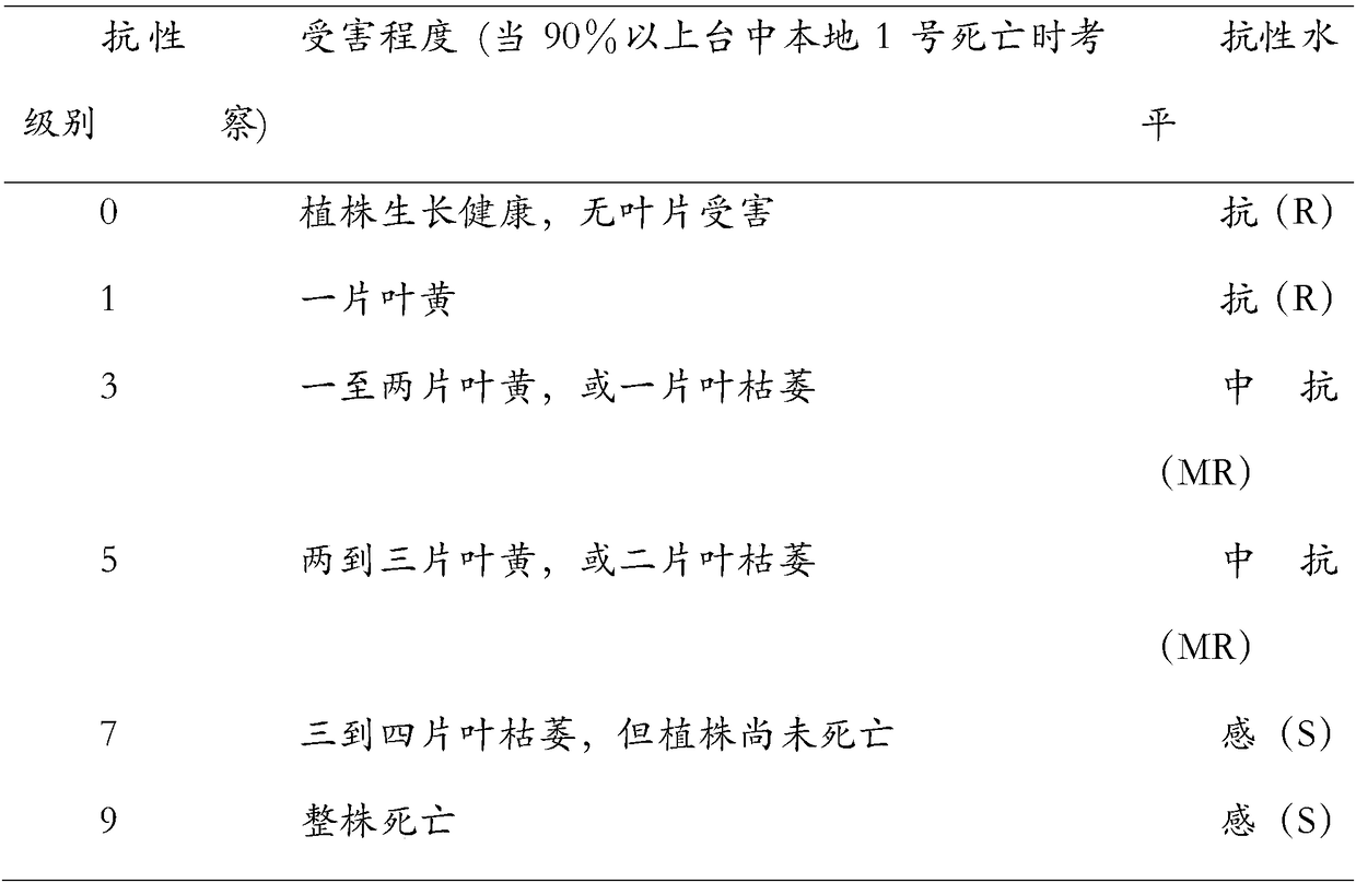 Molecular marker of brown planthopper resistance major gene qBph4(t) of paddy rice and application of molecular marker