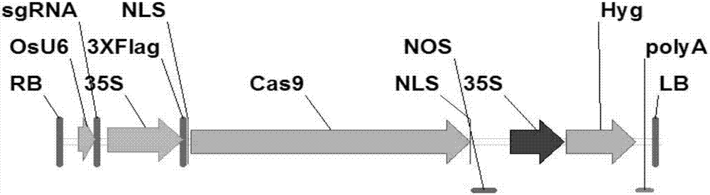 Artificial site-directed mutant of paddy rice starch branching enzyme SBE3 gene and applications thereof