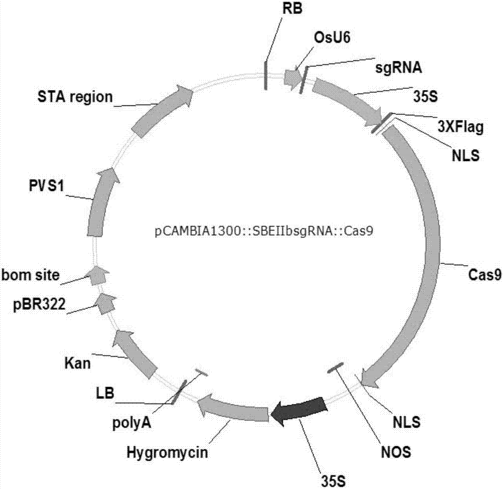 Artificial site-directed mutant of paddy rice starch branching enzyme SBE3 gene and applications thereof