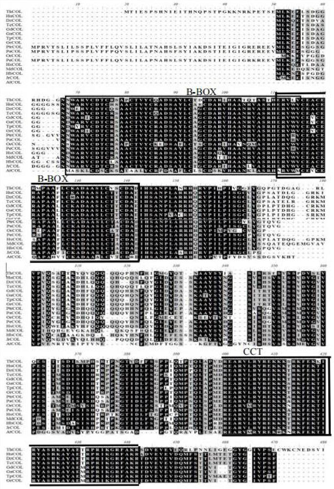 Coding gene of col transcription factor in Tamarix brix and its application