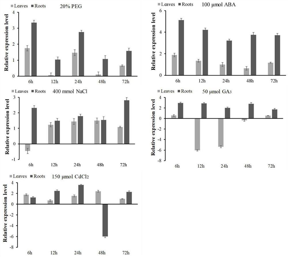 Coding gene of col transcription factor in Tamarix brix and its application