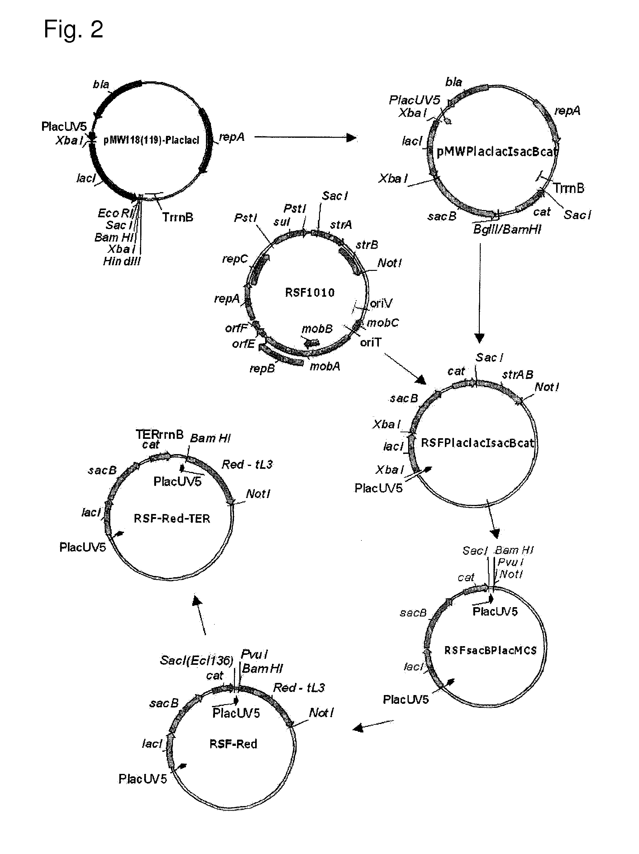 Method for Producing an Acidic Substance Having a Carboxyl Group