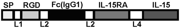 Interleukin-15 fusion protein for tumor targeting therapy