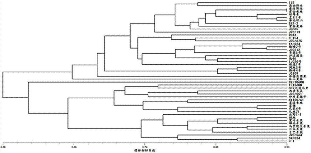 SSR DNA markers for jute expressed sequence tags