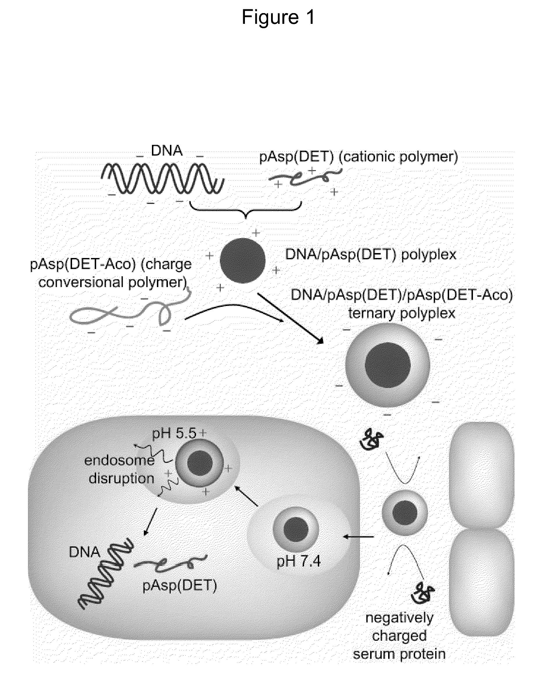 Charge conversional ternary polyplex