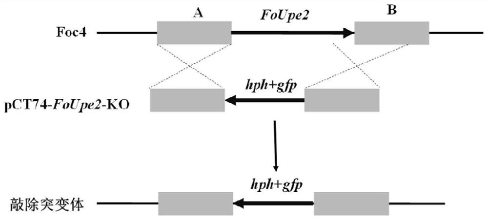 Application of protein FoUpe2 in regulation and control of pathogenicity of fusarium oxysporum