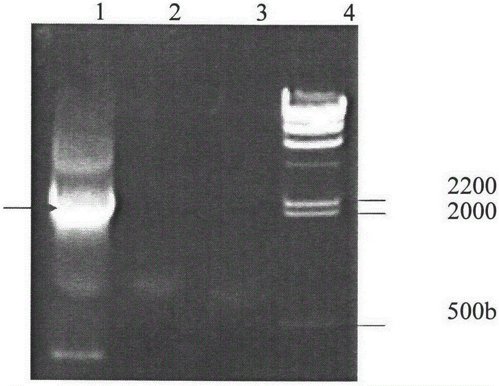 An acylase that cleaves cpc to produce 7-aca in one step and its polynucleotide