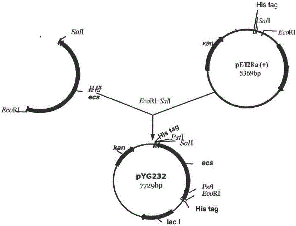 An acylase that cleaves cpc to produce 7-aca in one step and its polynucleotide