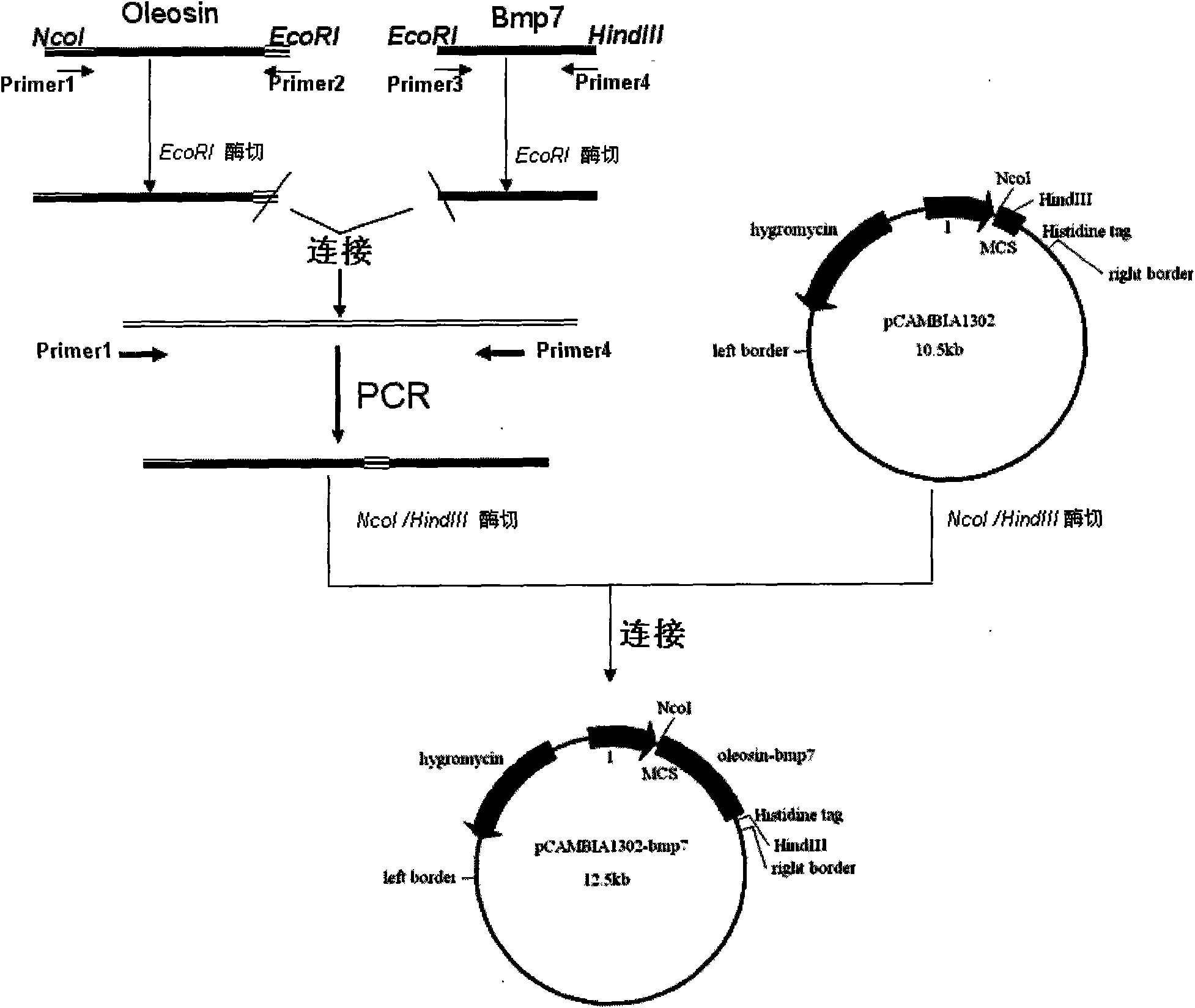 Method for expressing human osteogenic protein-1 in peanut seeds