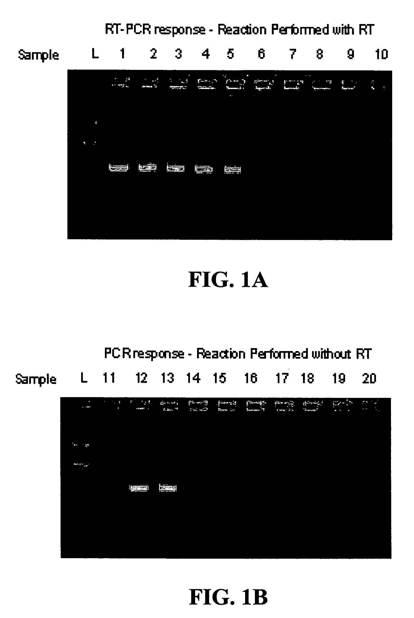 Method for the direct detection of diagnostic RNA