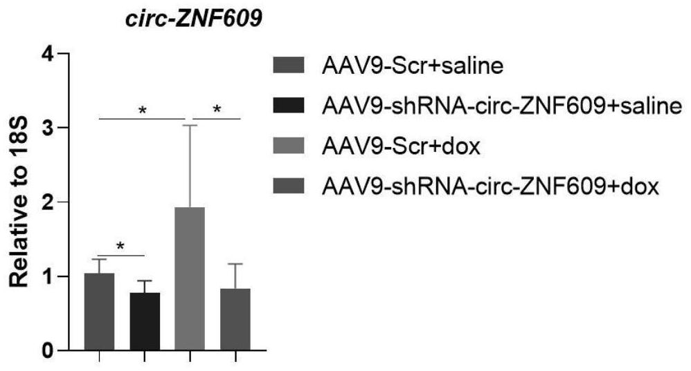 Medicine for treating doxorubicin-induced cardiotoxic injury and application