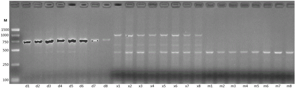 Primer sequence and method for rapid identification of pseudosciaena crocea, larimichthys polyactis and collichthys lucidus