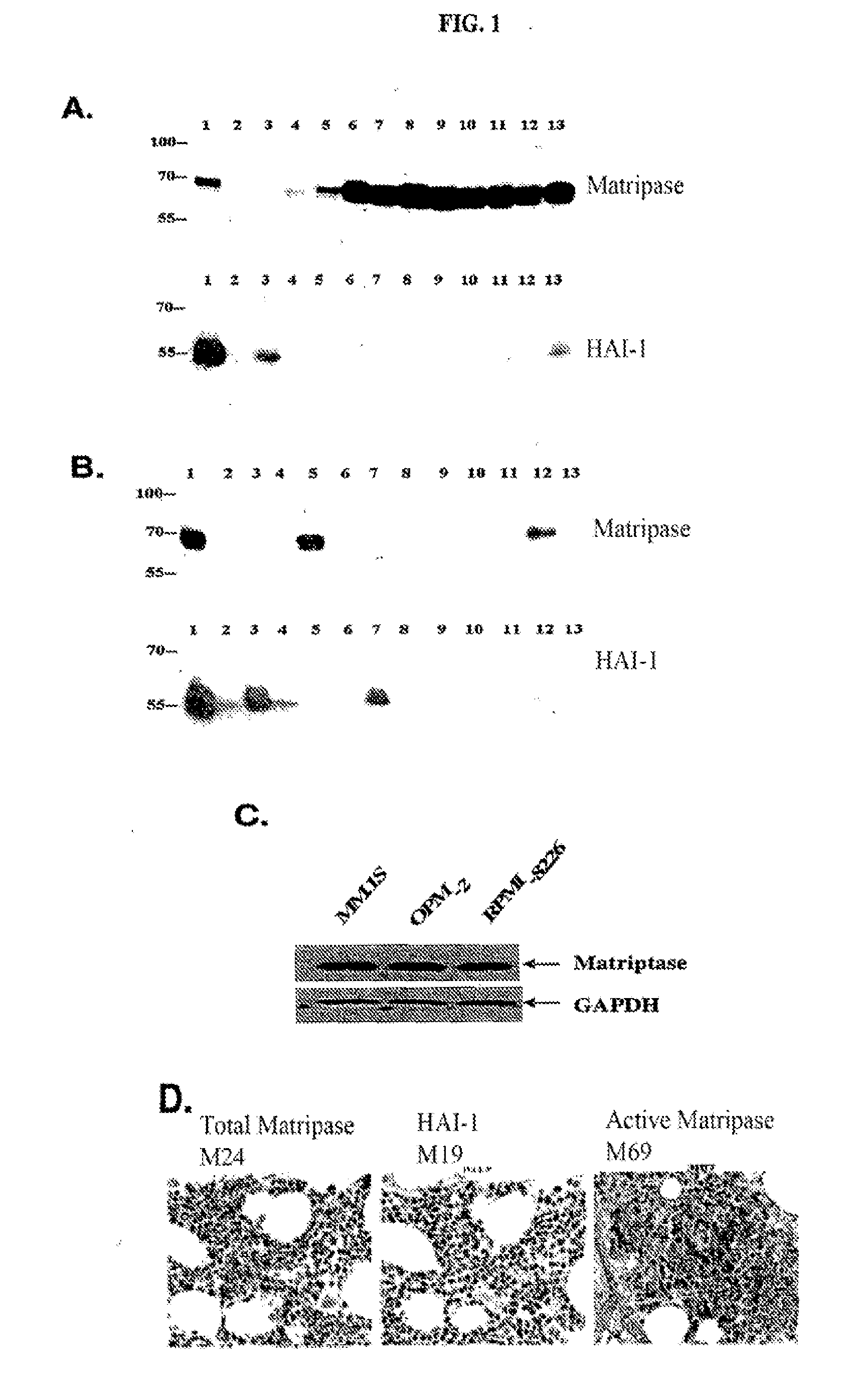 Targeting tumor cells with chemotherapeutic agents conjugated to matriptase antibodies