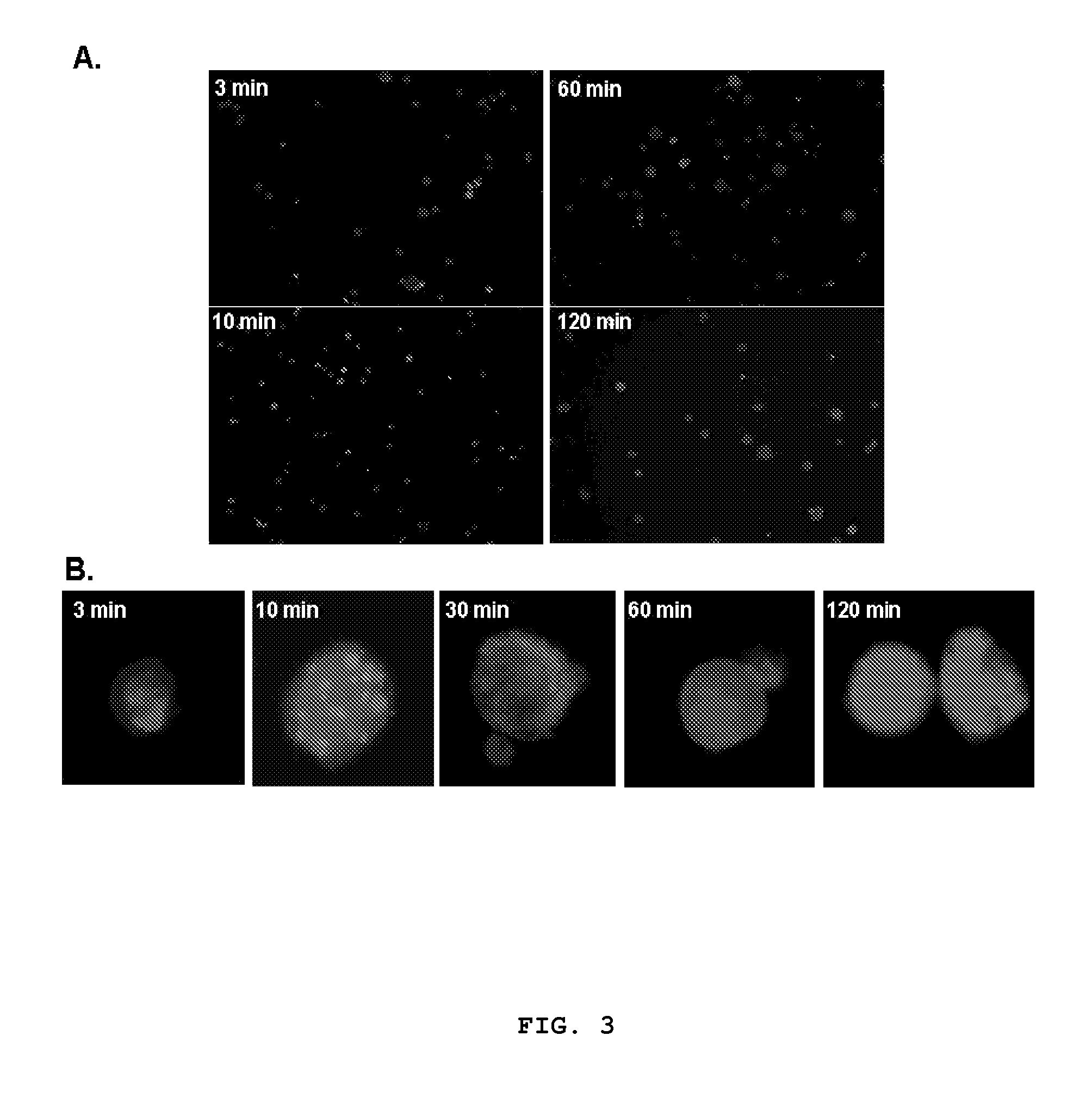 Targeting tumor cells with chemotherapeutic agents conjugated to matriptase antibodies