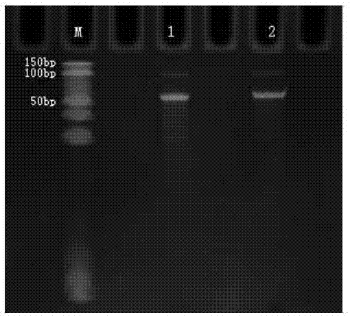 Method for capturing genome target sequence based on Crispr/cas9 and application thereof in high-throughput sequencing