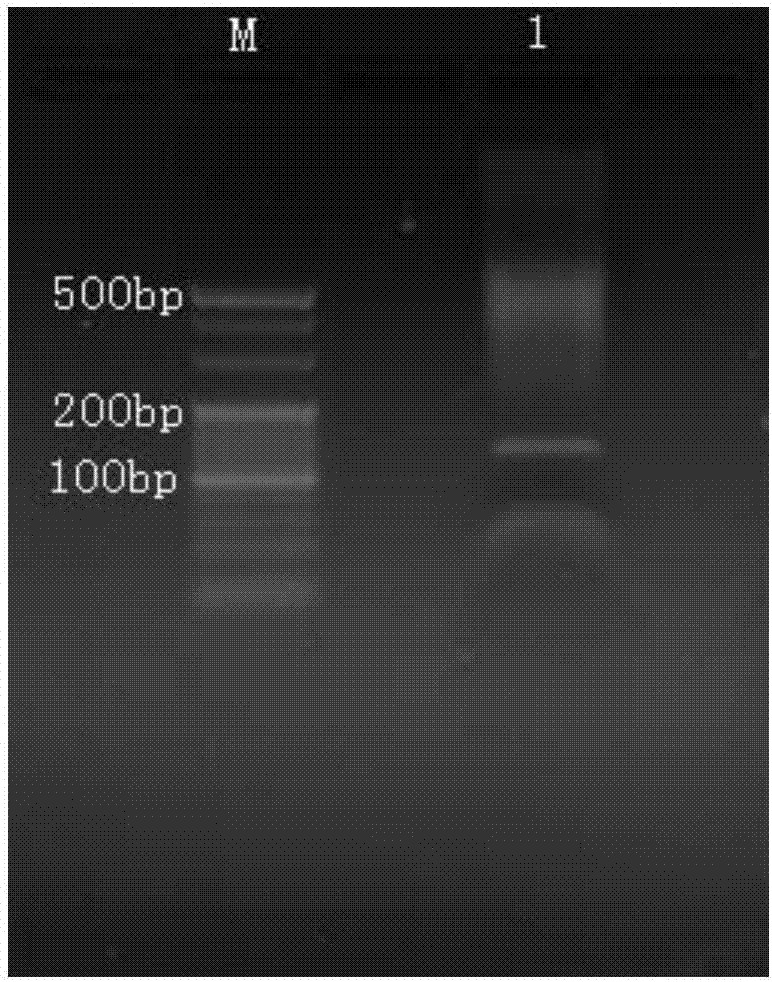 Method for capturing genome target sequence based on Crispr/cas9 and application thereof in high-throughput sequencing