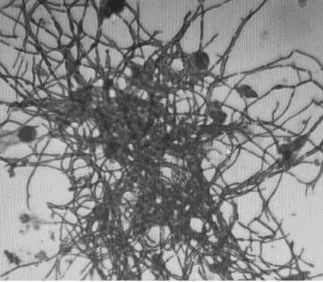 Improved polyoxin fermentation culture medium and fermentation process