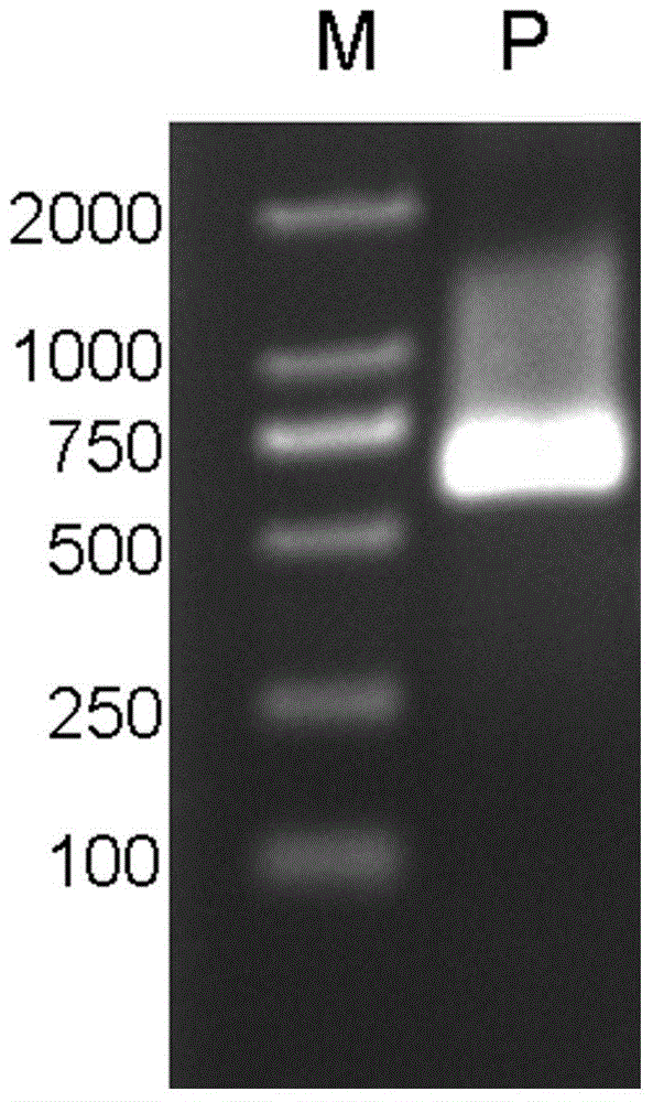 Cloning and application of peanut constitutive promoter