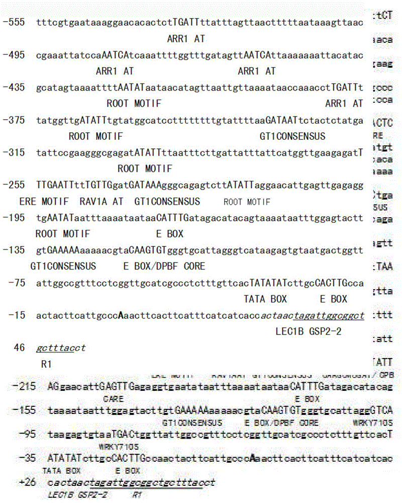 Cloning and application of peanut constitutive promoter