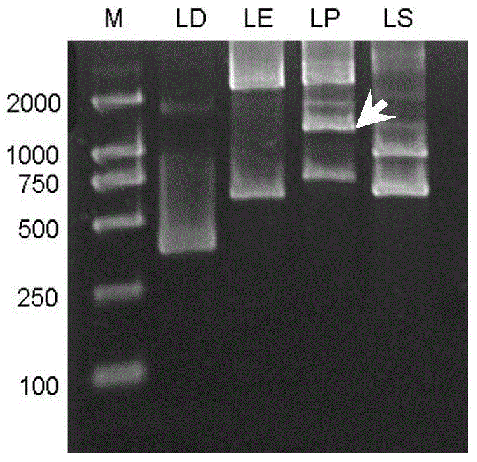 Cloning and application of peanut constitutive promoter