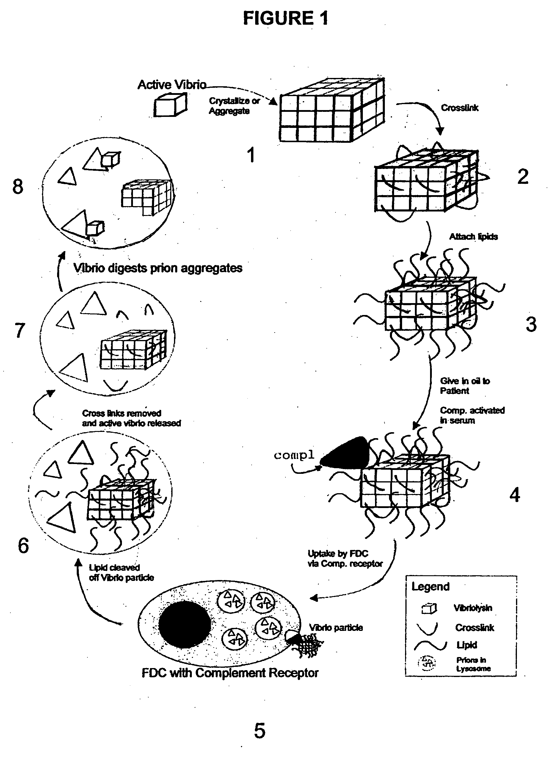 Destruction of prions using vibrolysin or variants thereof