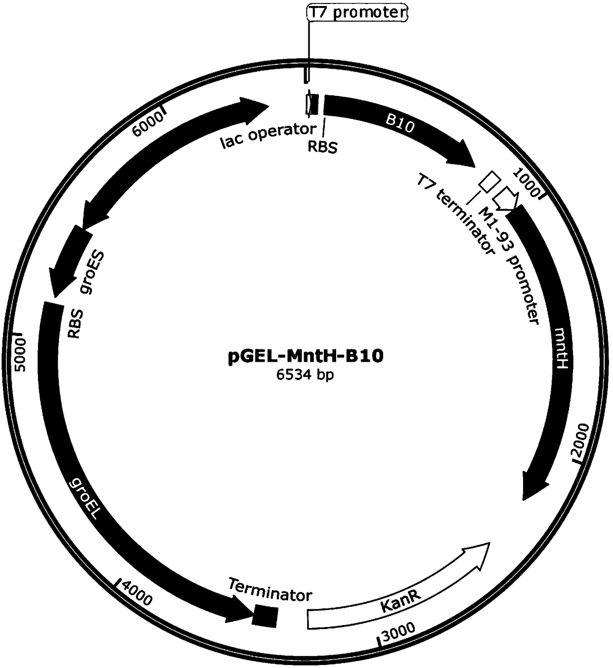 Escherichia coli expression system for production of oxalate oxidase, production method of oxalate oxidase and application thereof