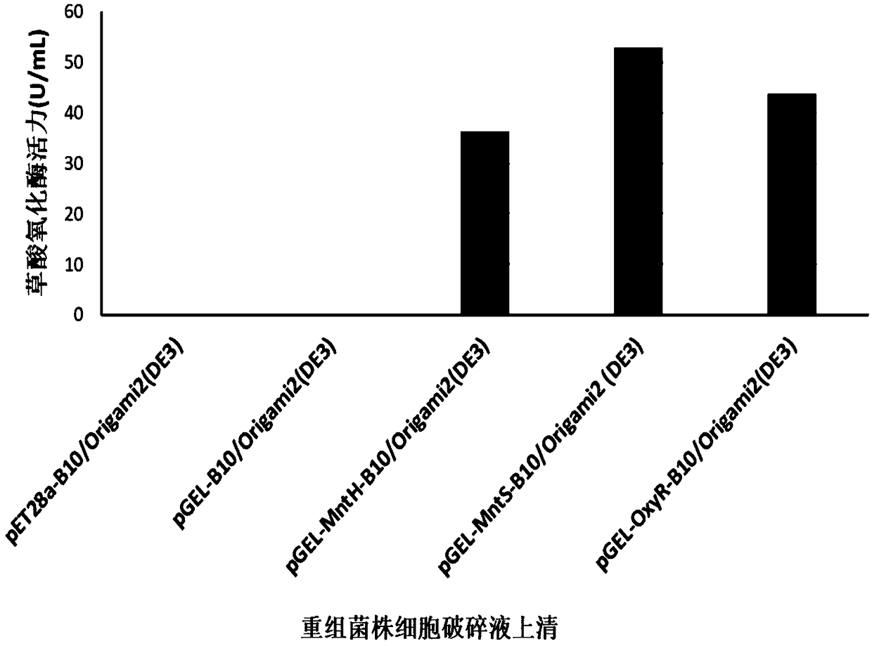 Escherichia coli expression system for production of oxalate oxidase, production method of oxalate oxidase and application thereof