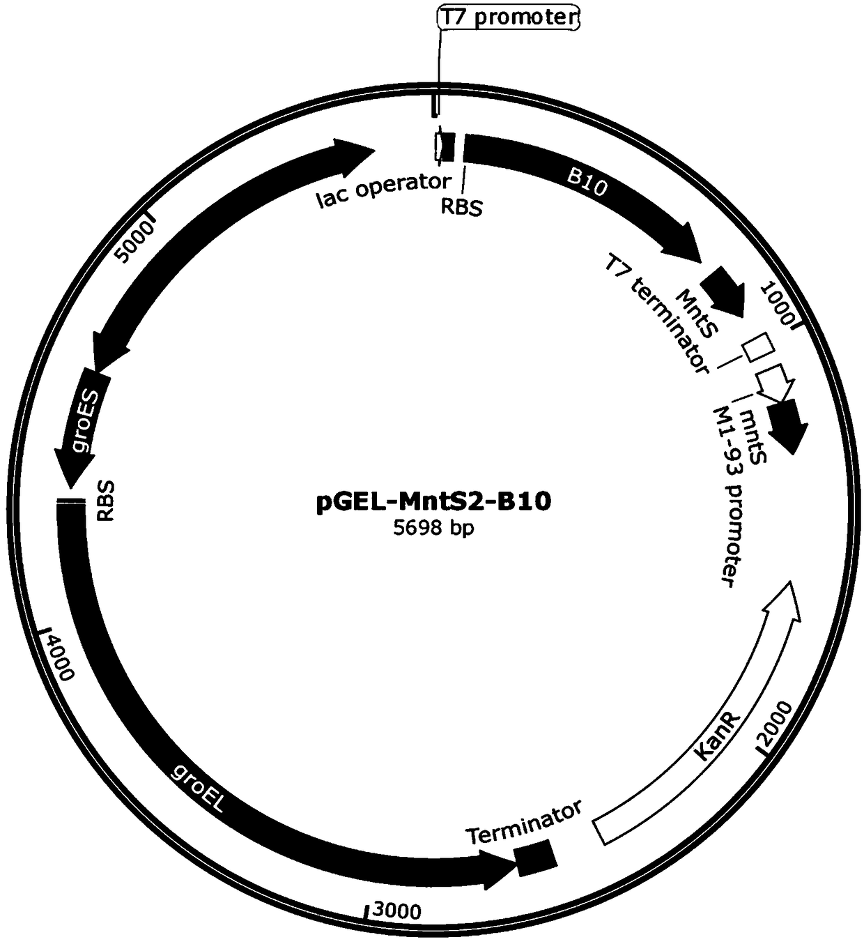 Escherichia coli expression system for production of oxalate oxidase, production method of oxalate oxidase and application thereof