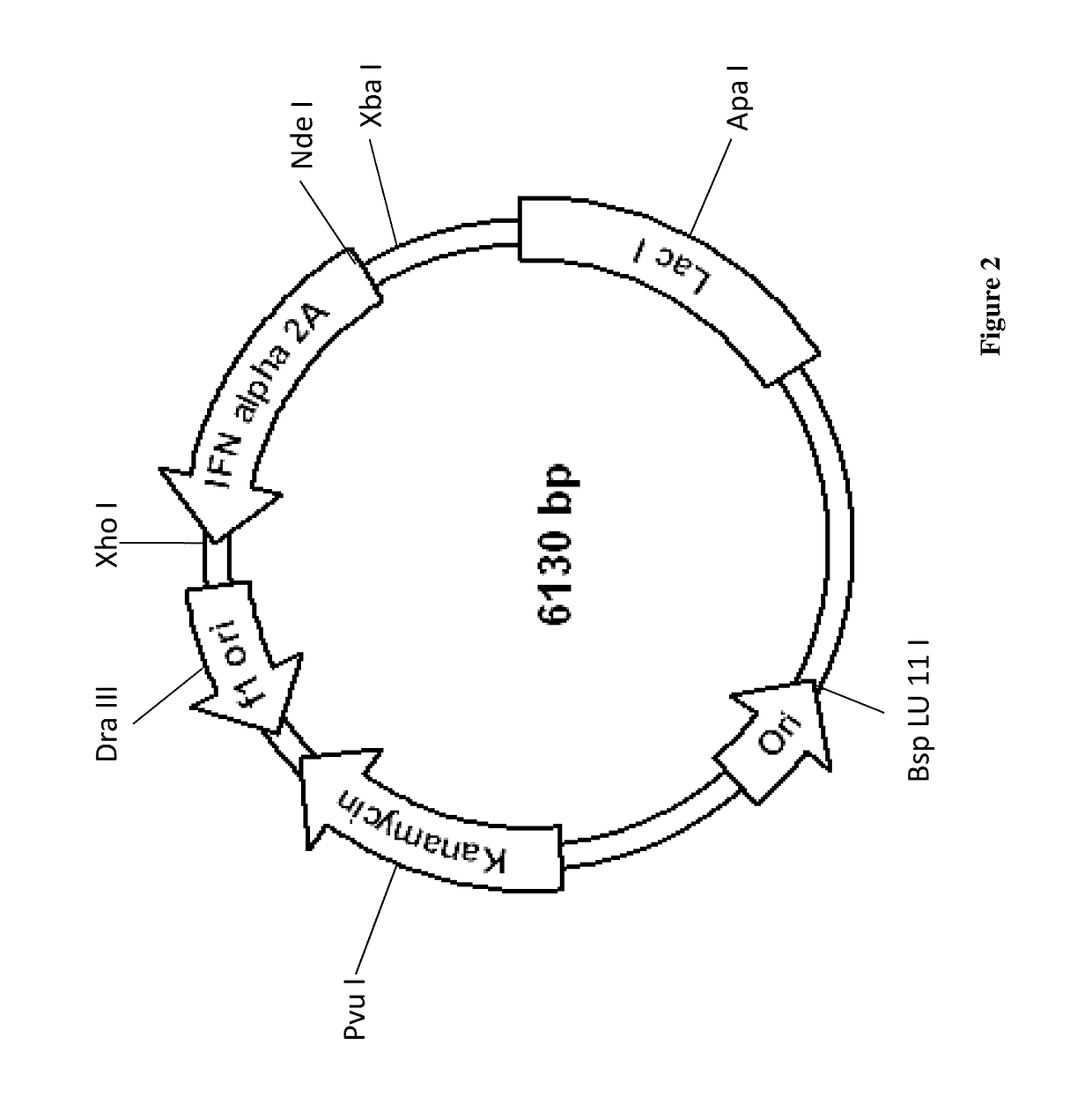 Codon optimized sequence for an antiviral protein