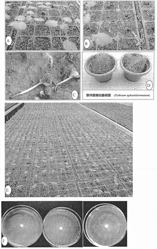 Medium for simple, convenient and quick pythium aphanidermatum isolation