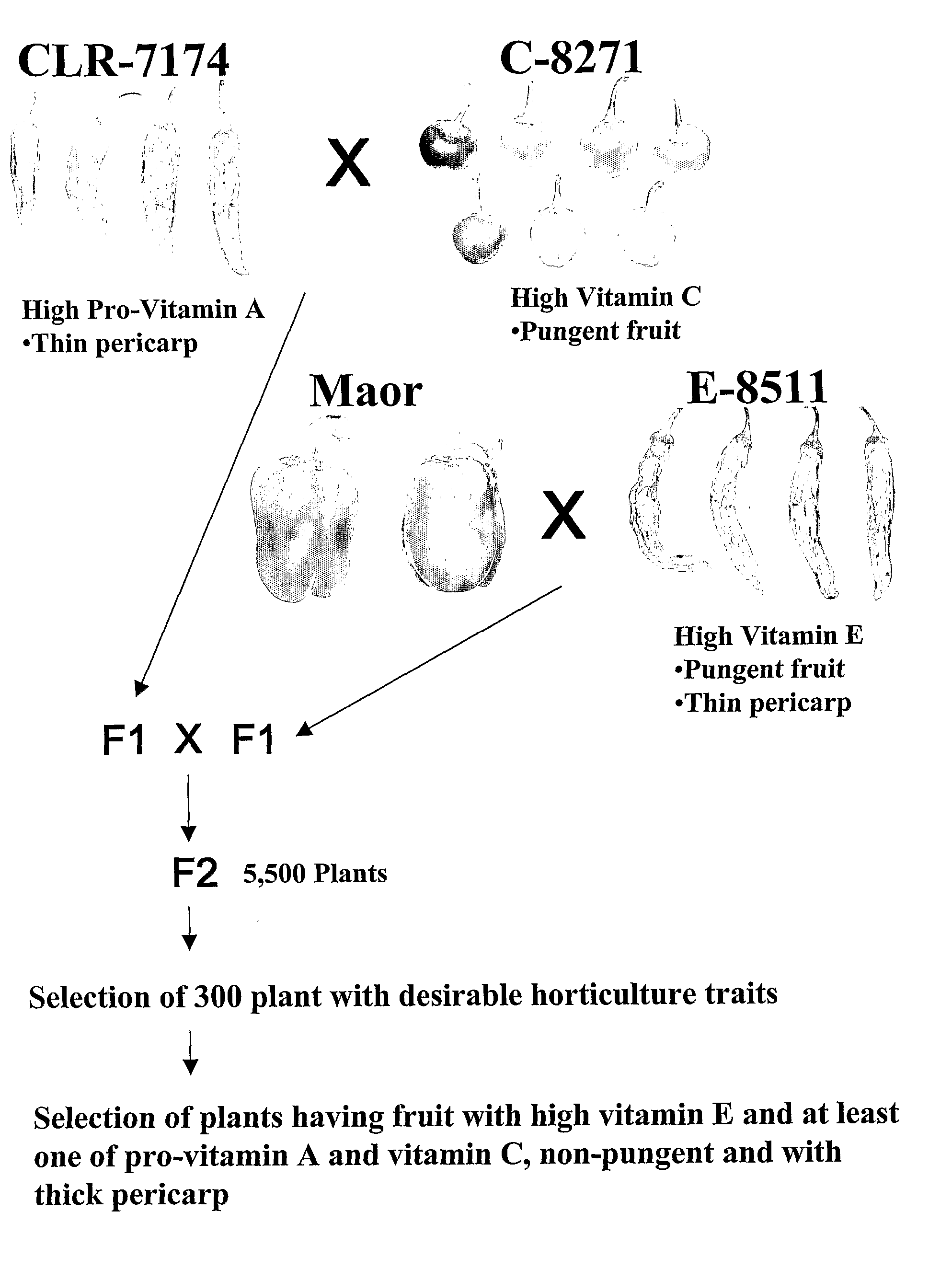 Pepper Plants Having Fruit With Altered Vitamin Content