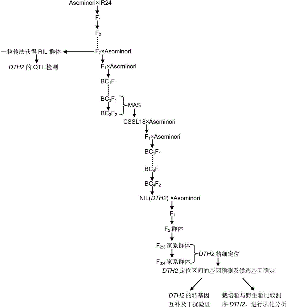 Haplotype of group of genes DTH2 for controlling rice heading period and application of genes DTH2