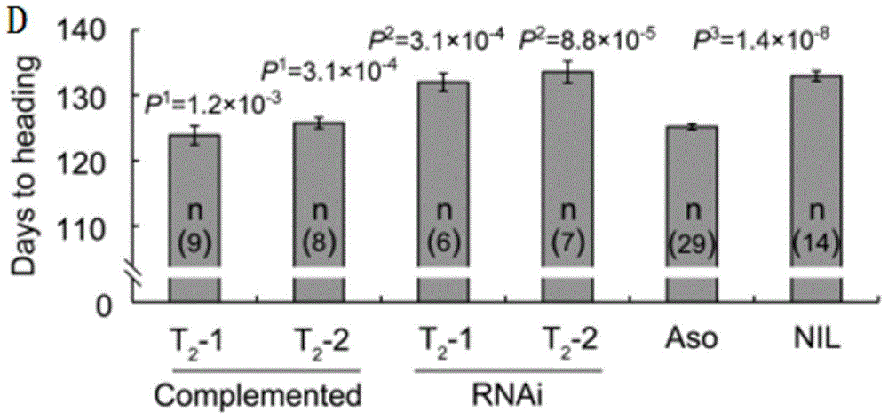 Haplotype of group of genes DTH2 for controlling rice heading period and application of genes DTH2